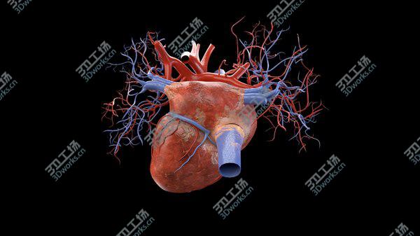images/goods_img/20210312/3D Heart model/4.jpg
